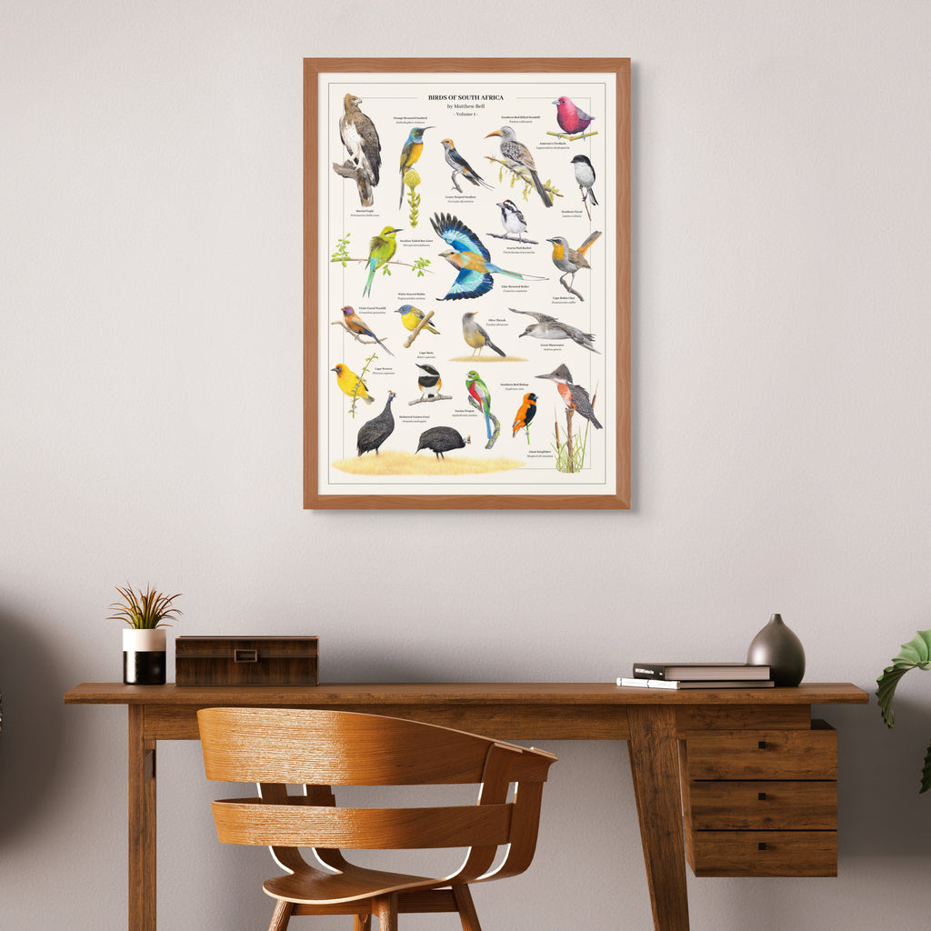 Birds of South Africa wall art wildlife poster by Matthew Bell