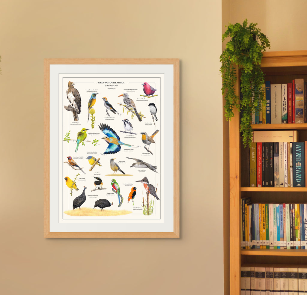 Birds of South Africa wall art wildlife poster by Matthew Bell