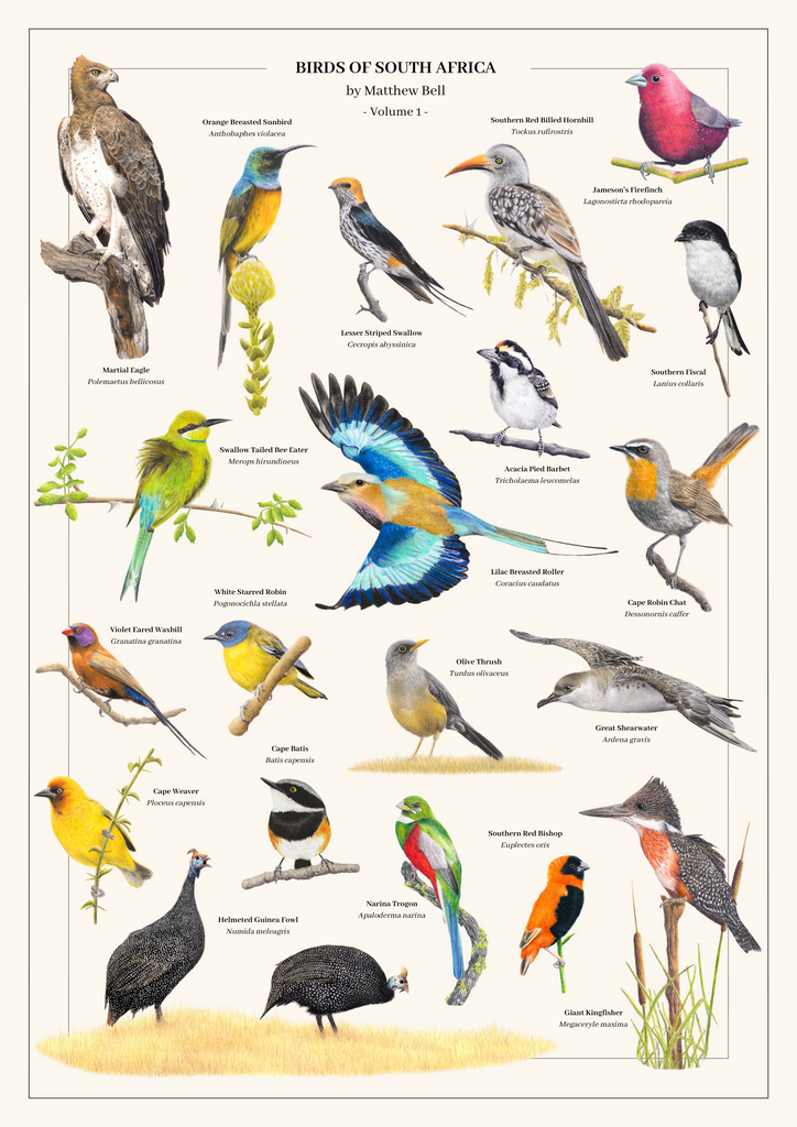 Birds of South Africa poster volume 1 artwork by wildlife artist Matthew Bell