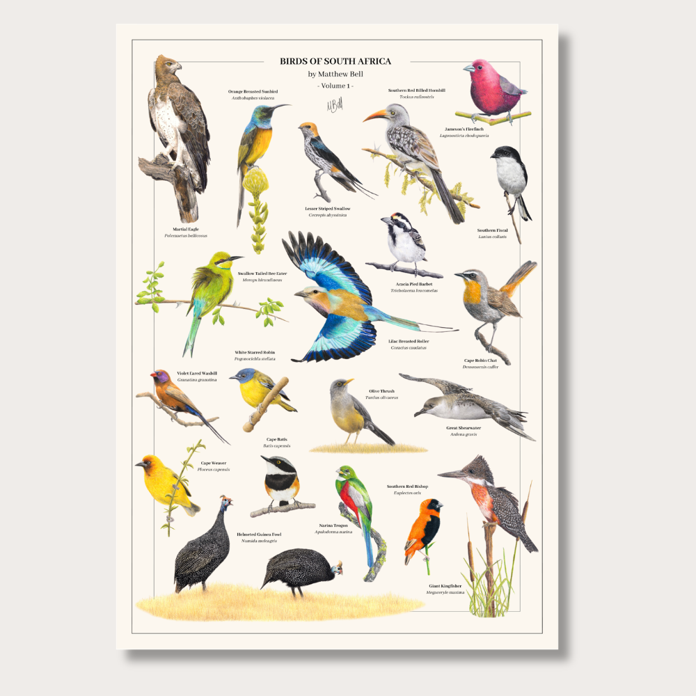 Birds_of_South_Africa_art_poster_by_Matthew_Bell_ad7f2da4-03a5-49fd-a3e5-2d1cb70badf7.png