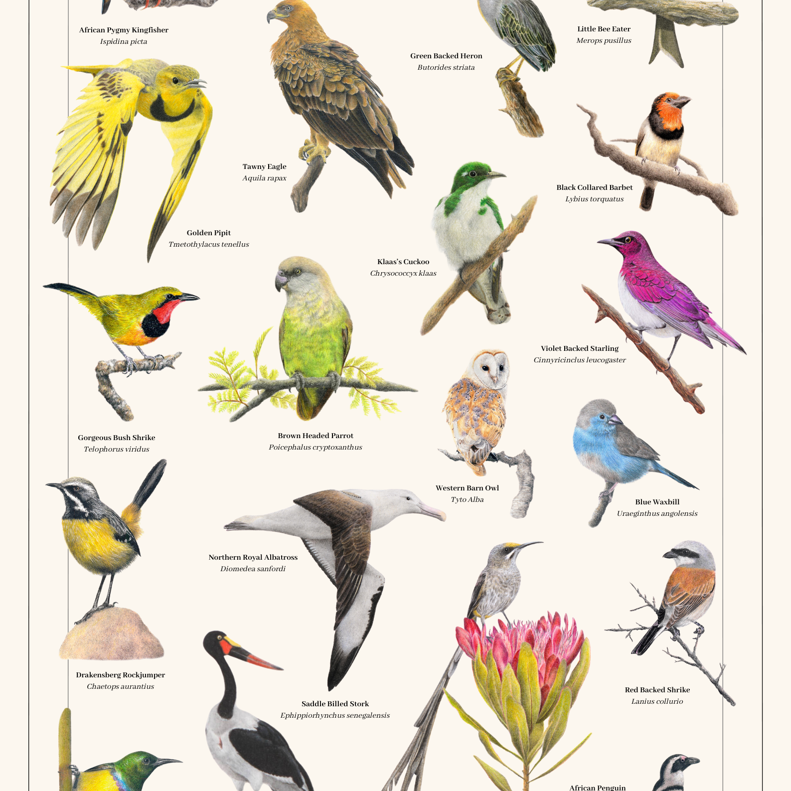 Poster artwork of South African birds with drawings by Matthew Bell