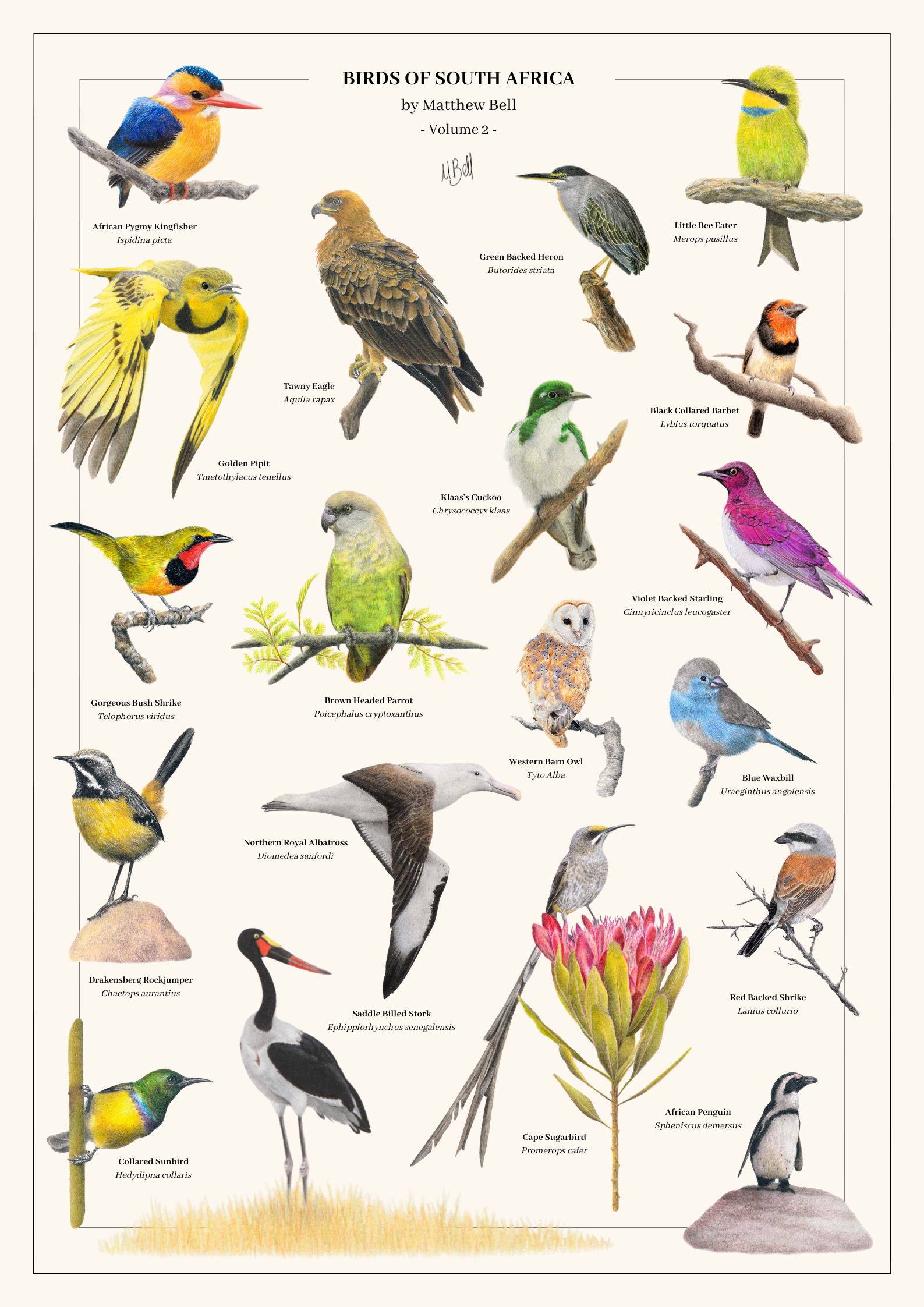 Poster artwork of South African birds with drawings by Matthew Bell