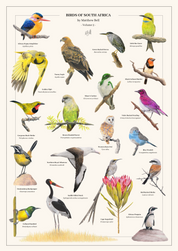 Poster artwork of South African birds with drawings by Matthew Bell