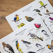 Birds of South Africa poster by wildlife artist Matthew Bell