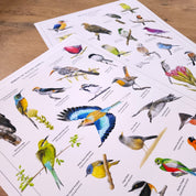 Birds of South Africa poster by wildlife artist Matthew Bell