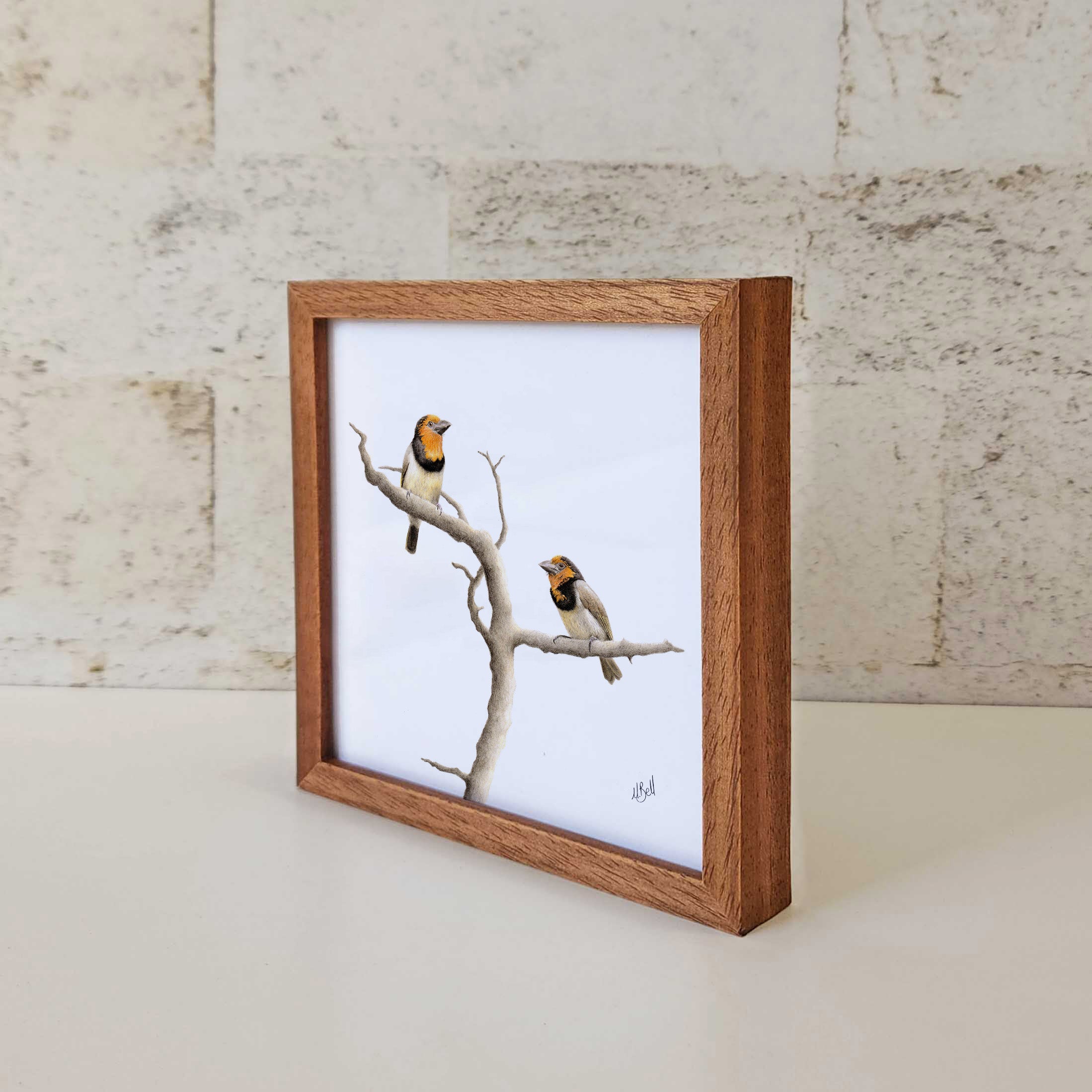 Kiaat wood framed miniature artwork of a Black Collared Barbets, part of wildlife artist Matthew Bell's birds of South Africa gallery