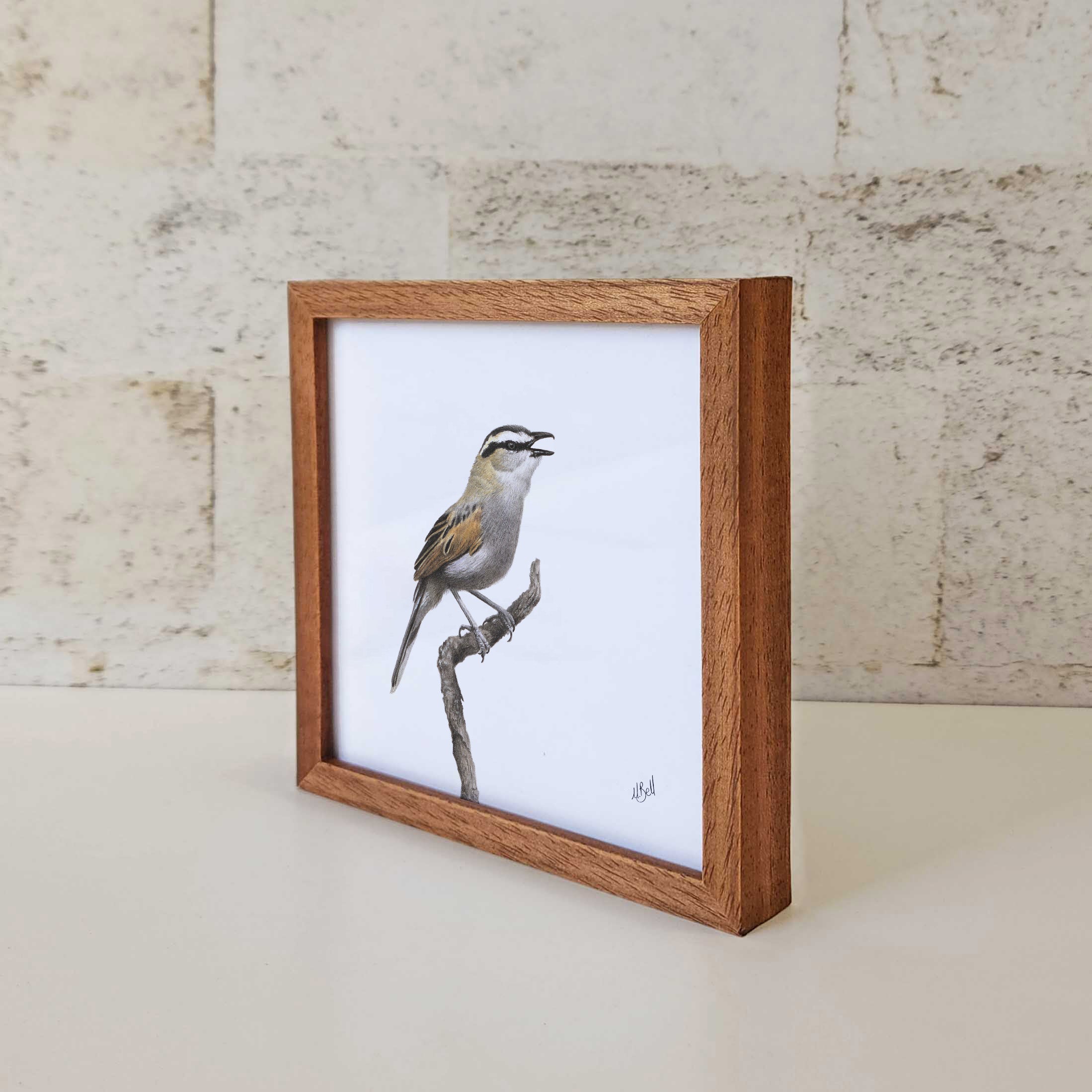 Kiaat wood framed miniature artwork of a Black Crowned Tchagra, part of wildlife artist Matthew Bell's birds of South Africa gallery