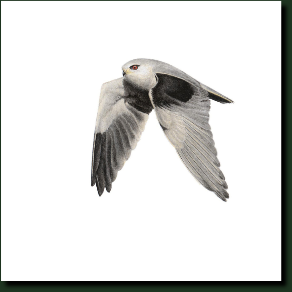 Black Winged Kite affordable wildlife art in Cape Town