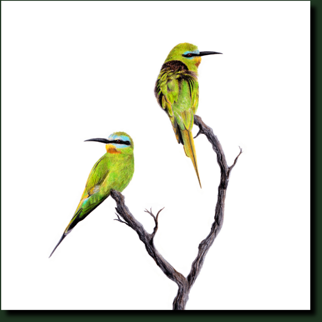 Blue Cheeked Bee Eaters affordable wildlife art in Cape Town