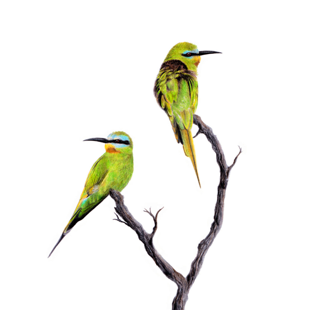 South African bird artwork, pencil drawing by Matthew Bell of two Blue Cheeked Bee Eaters