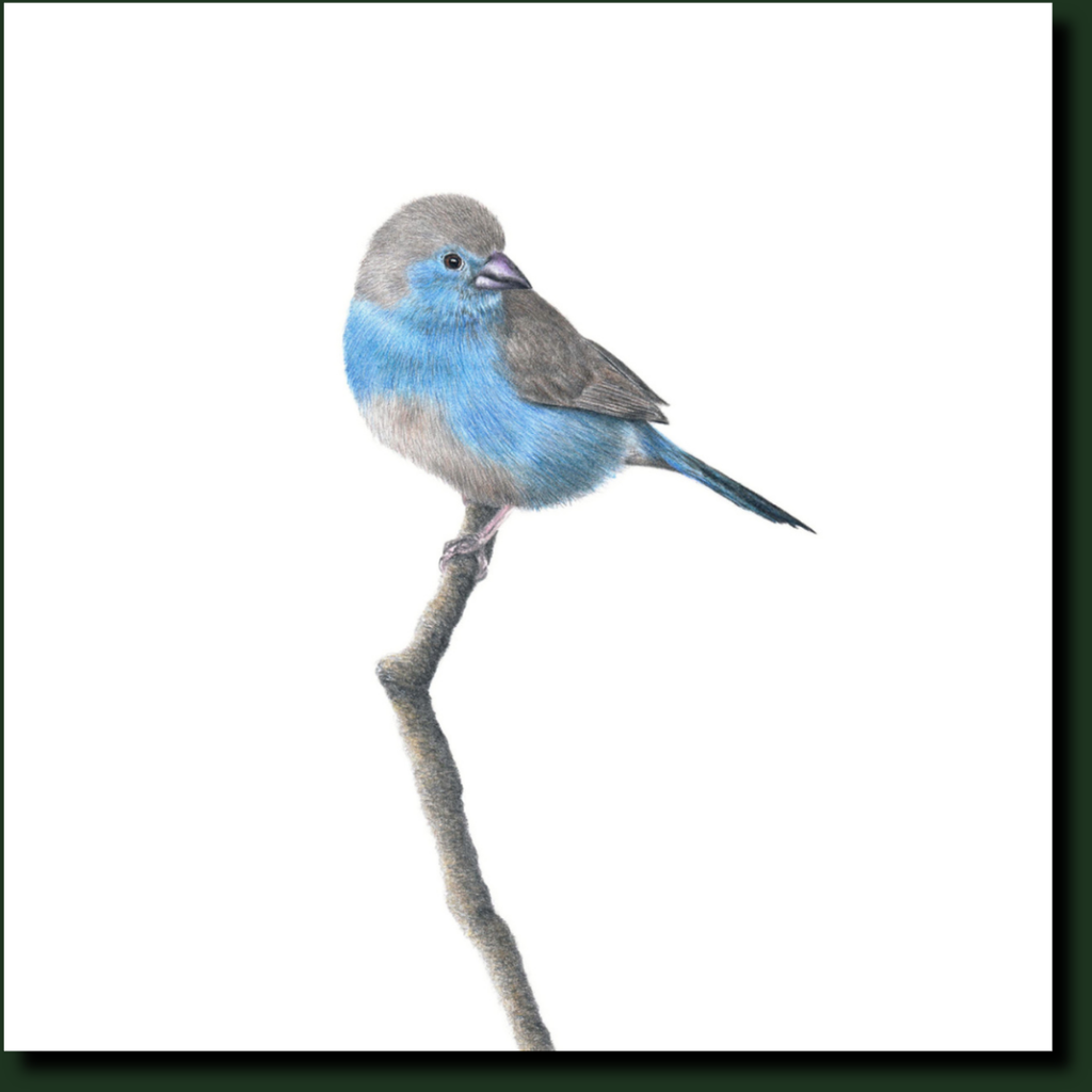 Blue Waxbill affordable South African artwork