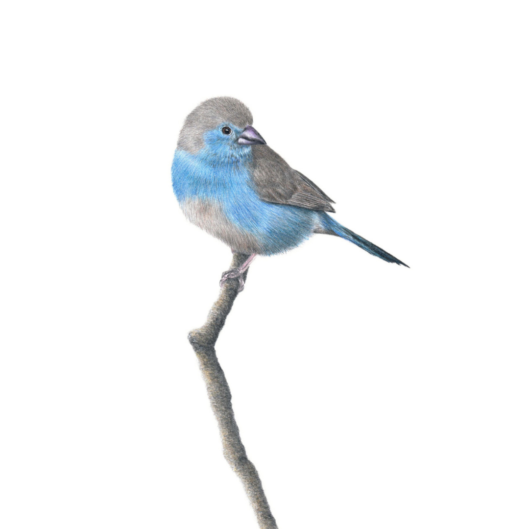 South African bird artwork, drawing by Matthew Bell of a Blue Waxbill