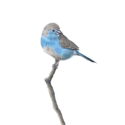 South African bird artwork, drawing by Matthew Bell of a Blue Waxbill