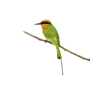 Böhms Bee Eater print with frame options. The perfect gift for South African nature and bird lovers