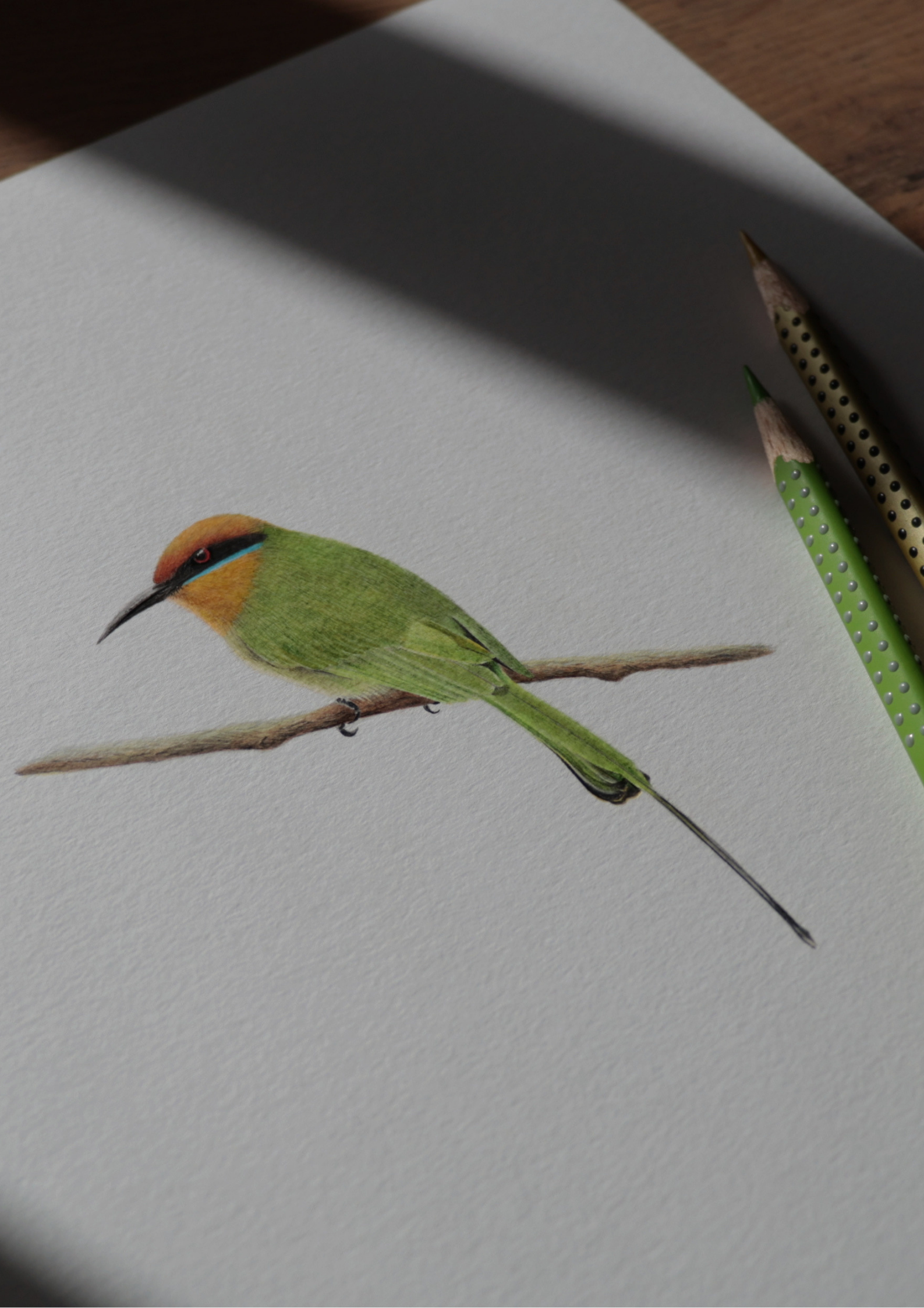 Bohms_Bee_Eater_Original_Drawing_by_Matthew_Bell_ffd4d1f0-55c3-40aa-8c95-875c332cf031.png