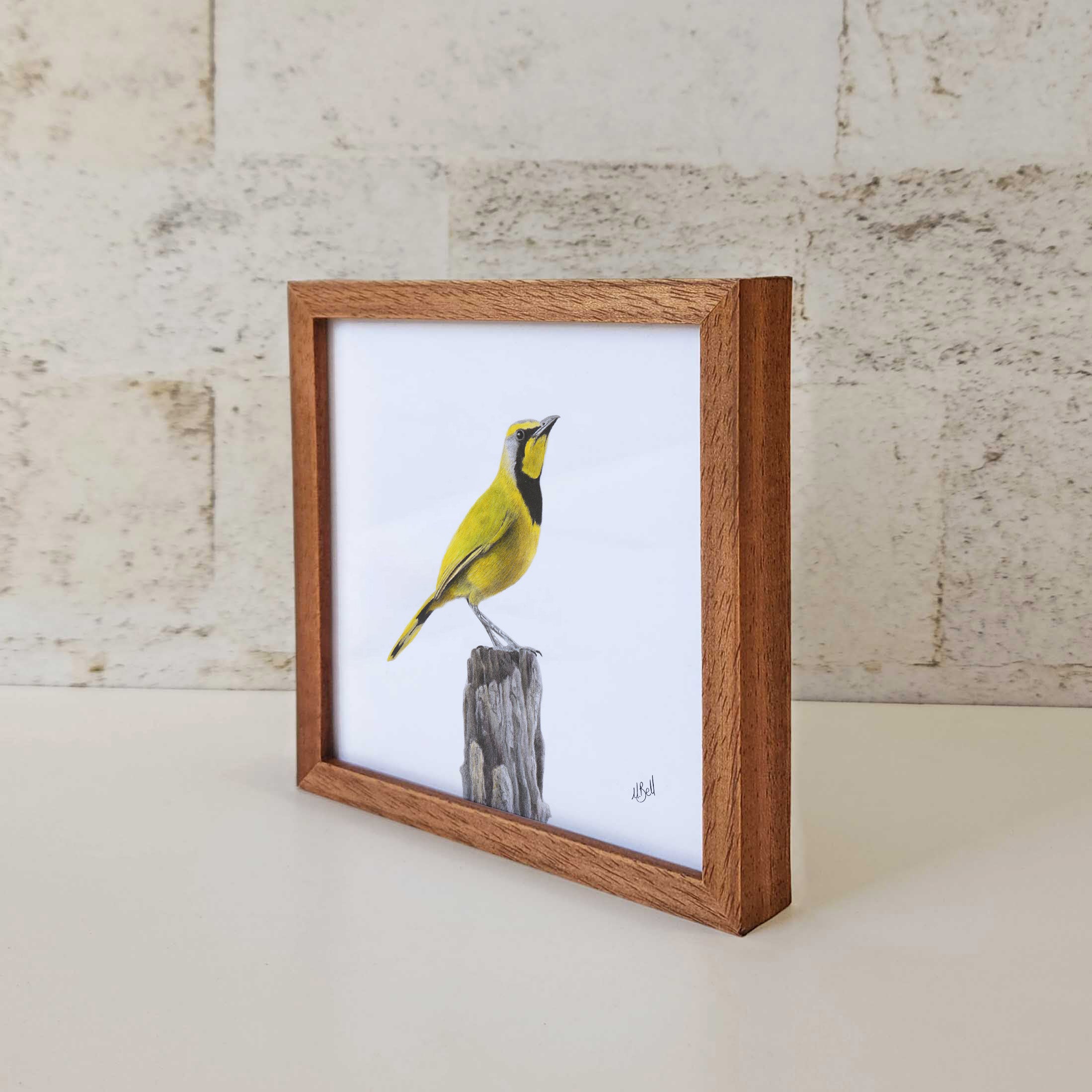 Kiaat wood framed miniature artwork of a Bokmakierie, part of wildlife artist Matthew Bell's birds of South Africa gallery