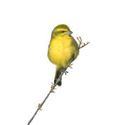 Brimstone Canary South African bird pencil drawing artwork by South African Wildlife artist Matthew Bell