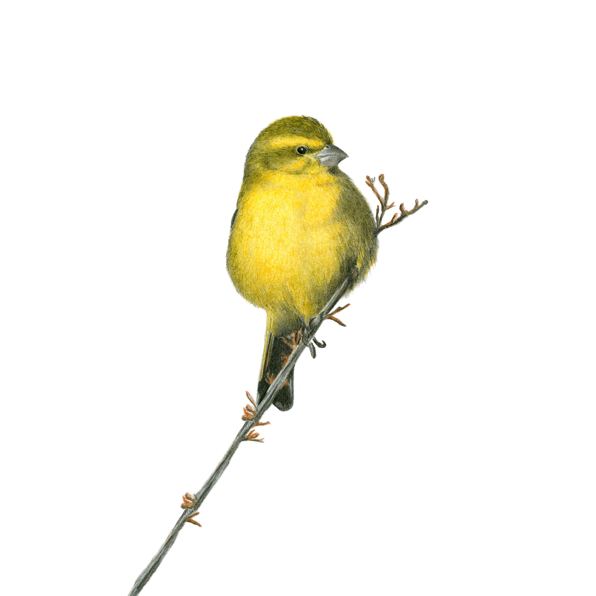 Brimstone Canary South African bird pencil drawing artwork by South African Wildlife artist Matthew Bell