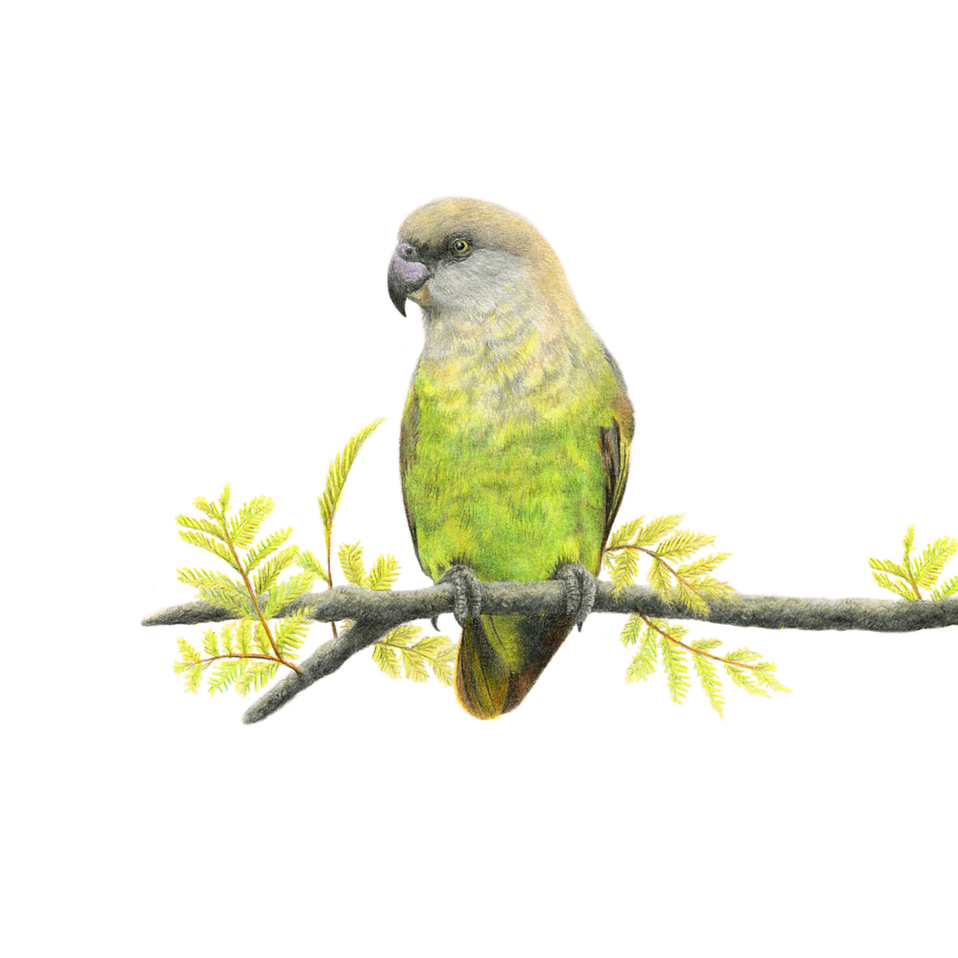 South African bird artwork, pencil drawing by Matthew Bell of a Brown Headed Parrot