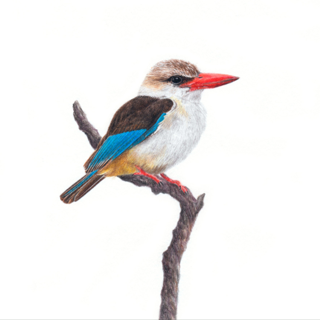 South African bird artwork, drawing by Matthew Bell of a Brown Hooded Kingfisher