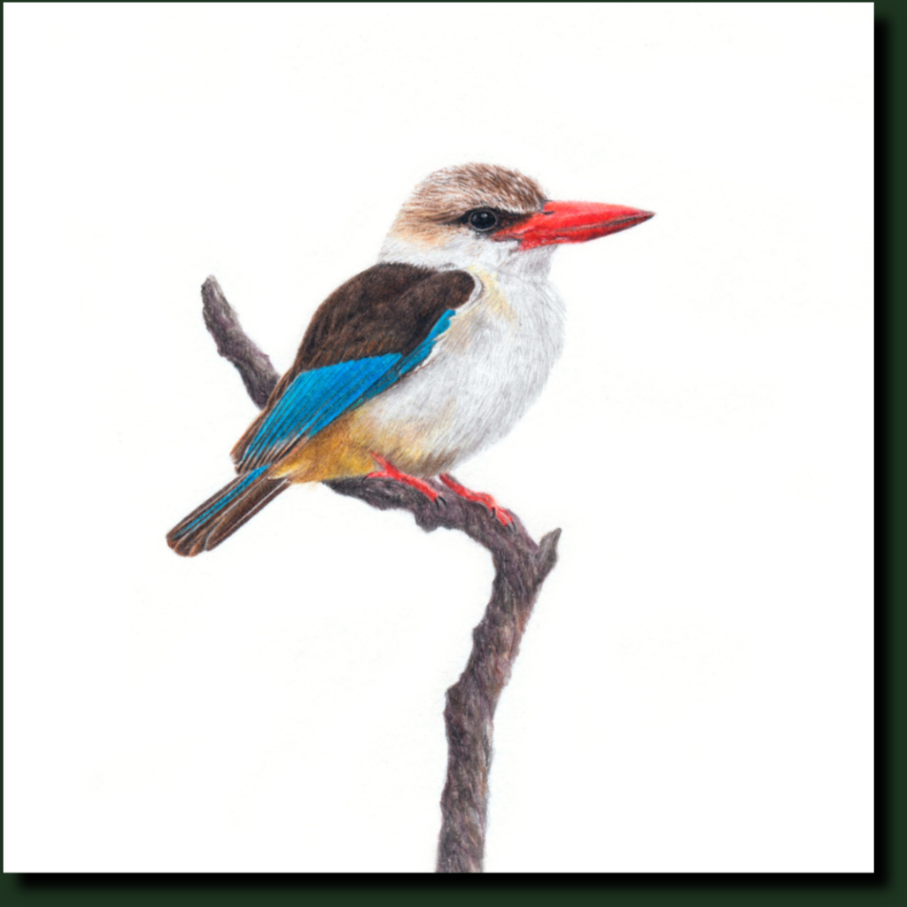 Brown Hooded Kingfisher affordable South African artwork