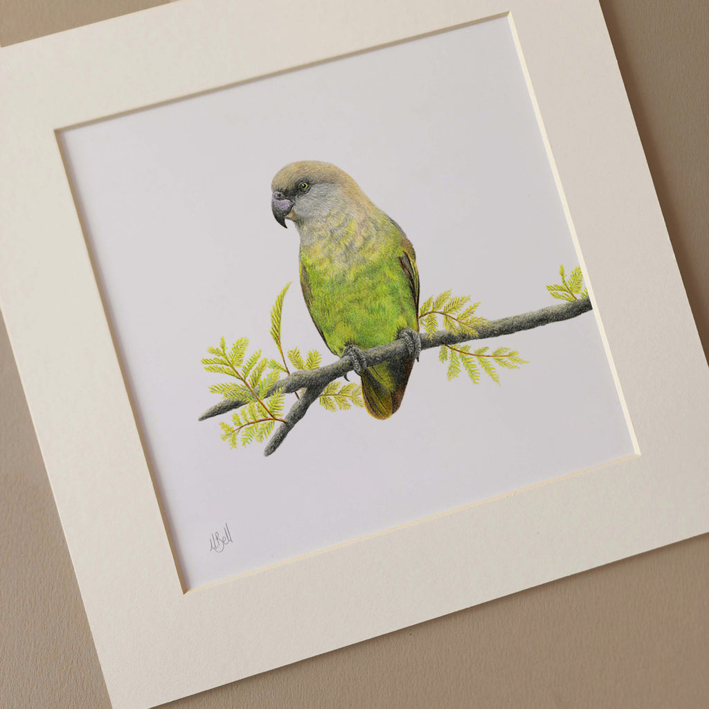 Brown Headed Parrot artwork by wildlife artist Matthew Bell