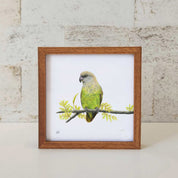 Brown Headed Parrot artwork with a wooden frame by wildlife artist Matthew Bell