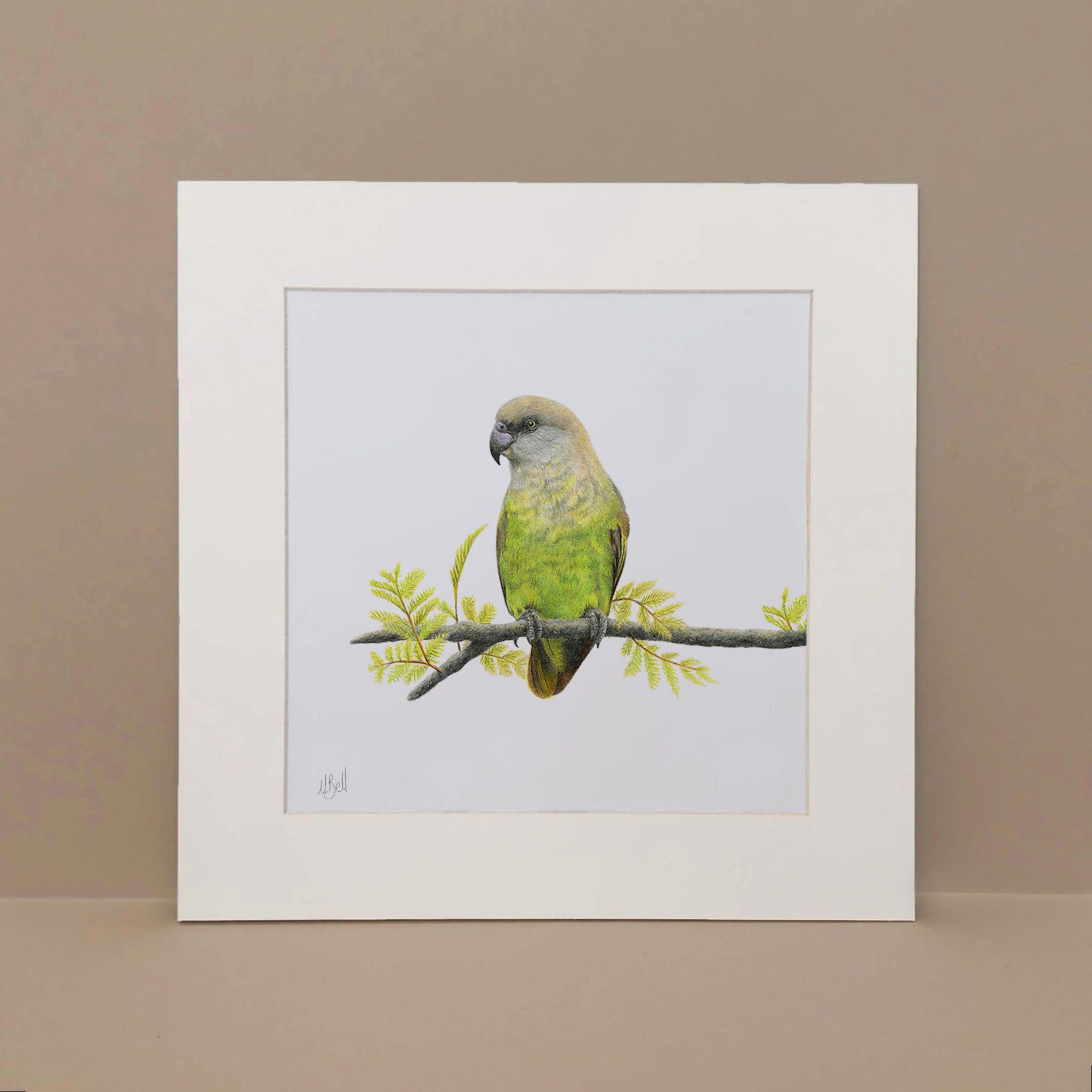 Mounted print of a South African Brown Headed Parrot