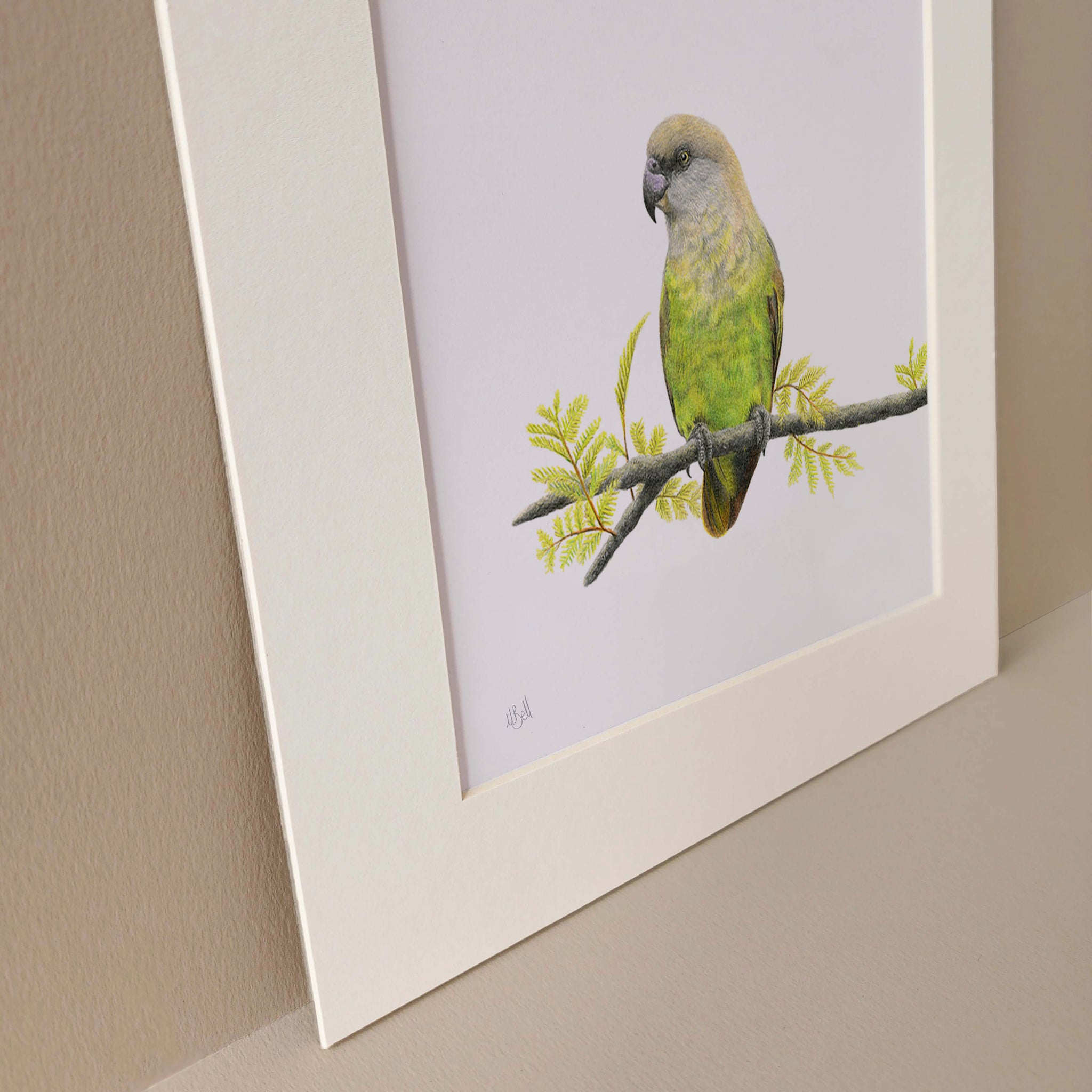 Mounted print of a South African Brown Headed Parrot