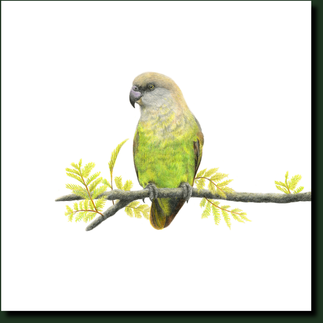 Brown Headed Parrot artwork by wildlife artist Matthew Bell