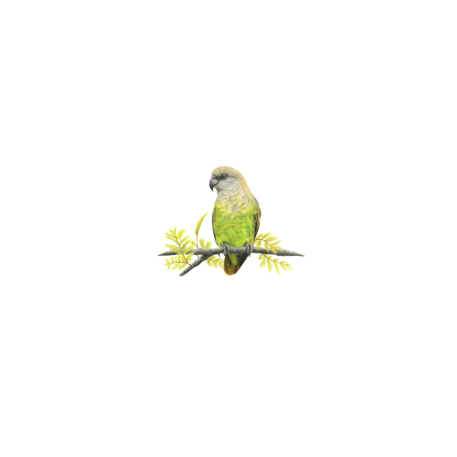 Original framed artwork of a Brown Headed Parrot by South African artist Matthew Bell