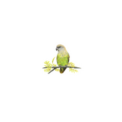 Original framed artwork of a Brown Headed Parrot by South African artist Matthew Bell