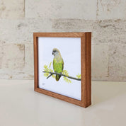 Brown Headed Parrot artwork with a wooden frame by wildlife artist Matthew Bell