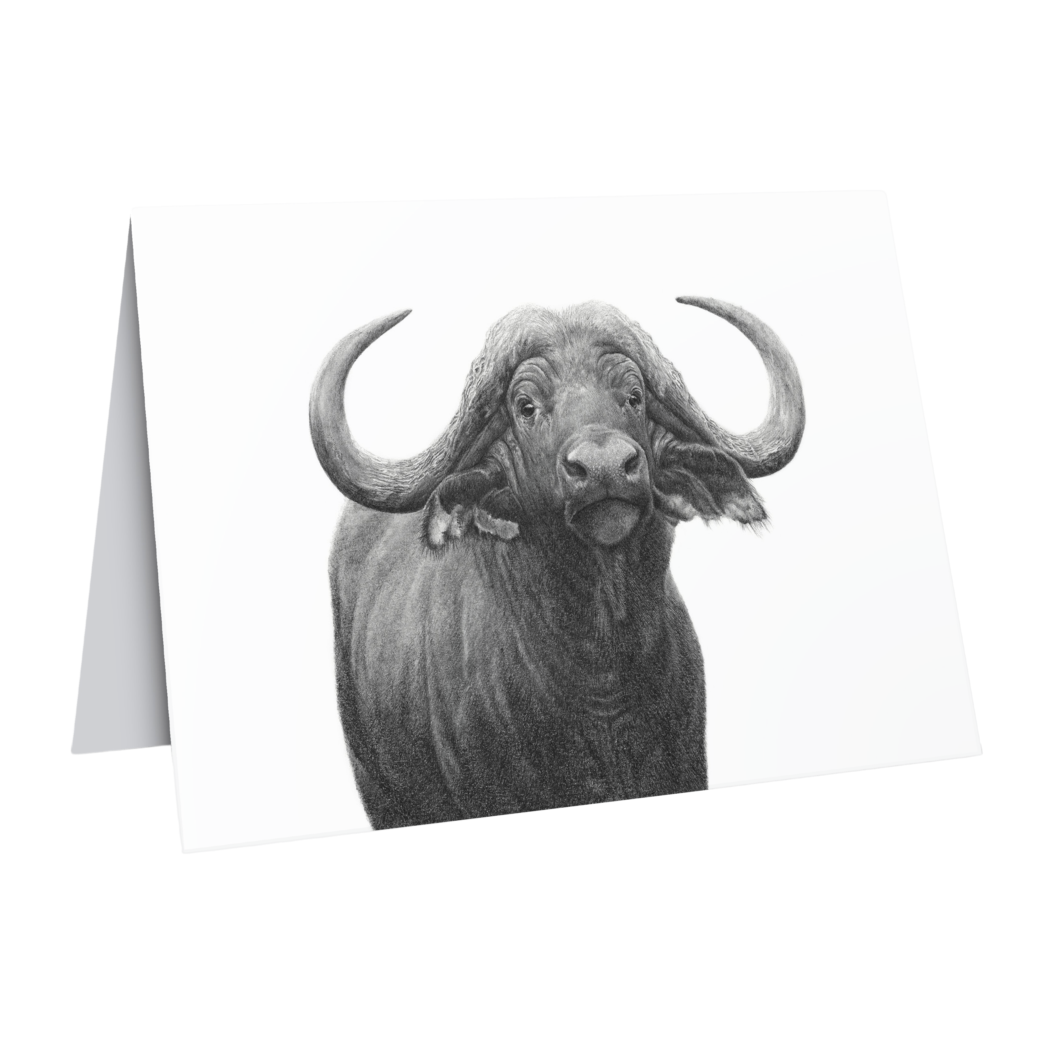 South African wildlife art greeting/gift card featuring a buffalo bull