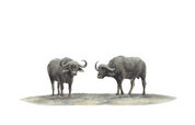 Buffaloes wildlife artwork by South African artist Matthew Bell