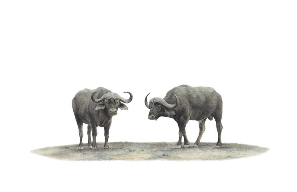 Buffaloes wildlife artwork by South African artist Matthew Bell