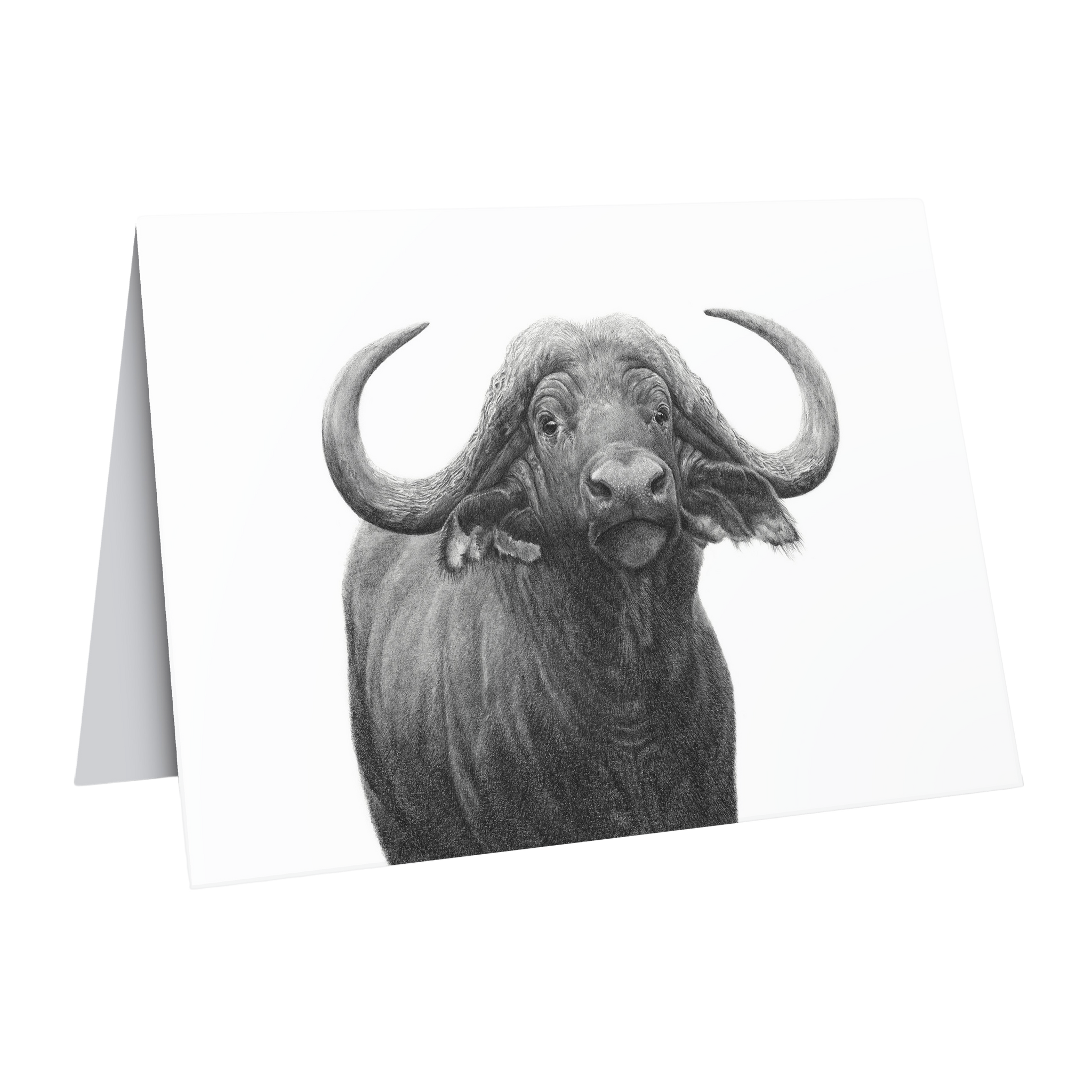 South African wildlife art greeting/gift card featuring a buffalo bull