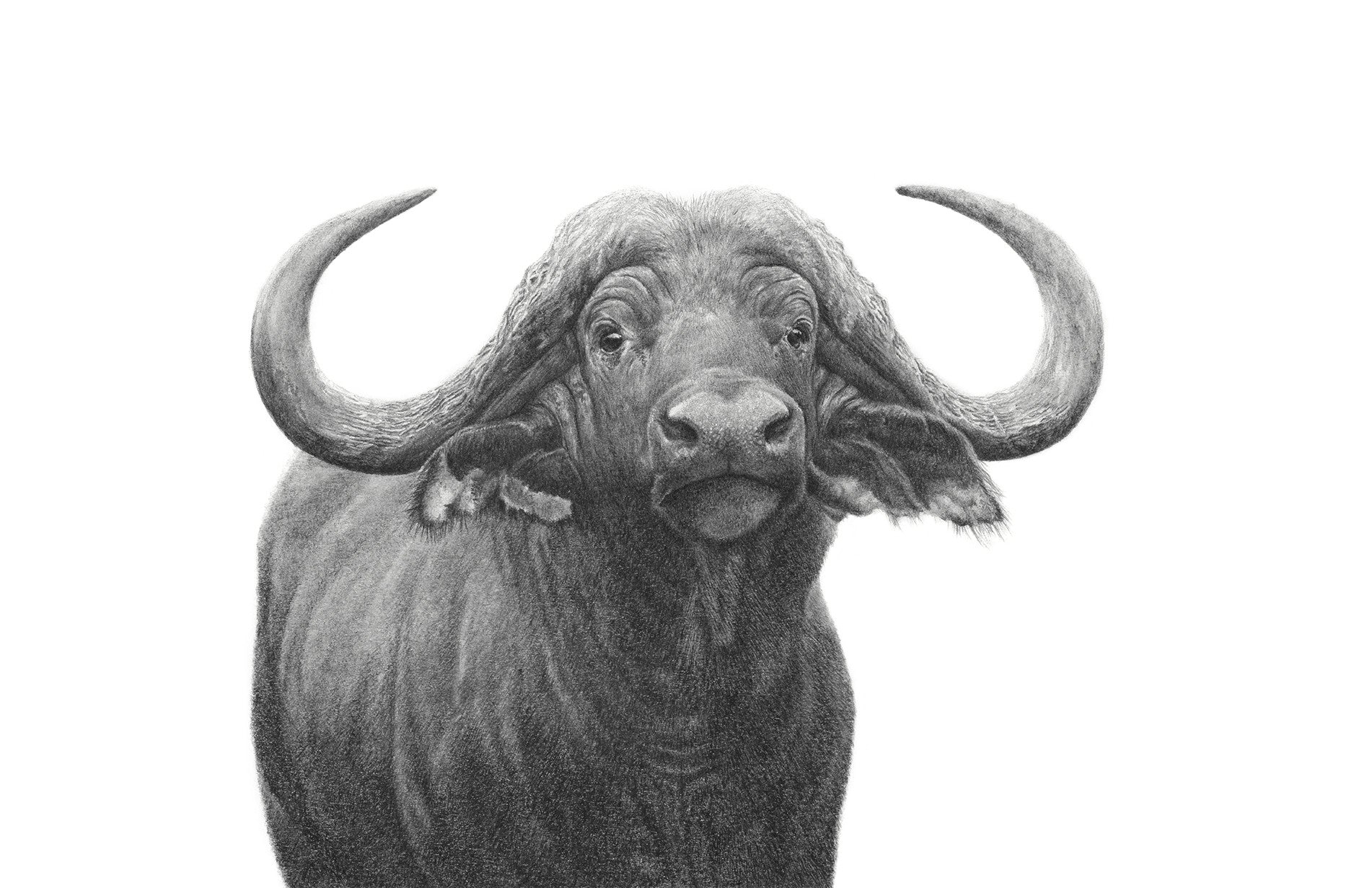 Buffalo Bull artwork on canvas