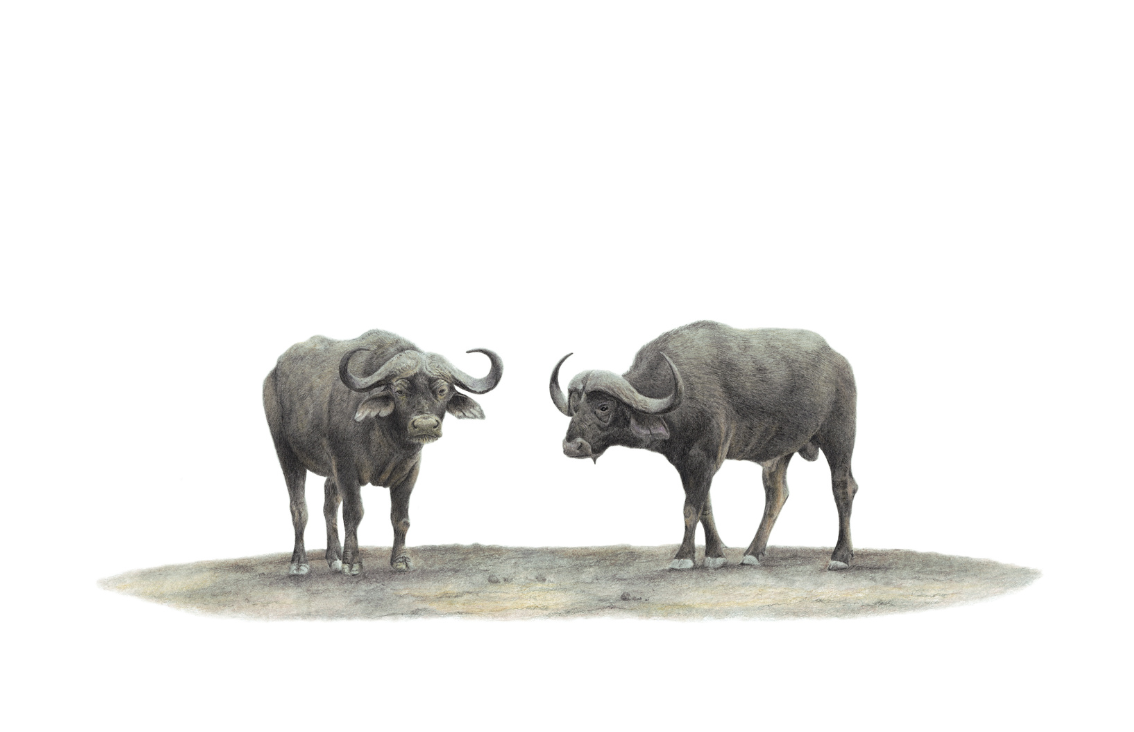 Buffalo pencil artwork on canvas print by wildlife artist Matthew Bell