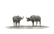 Buffalo pencil artwork on canvas print by wildlife artist Matthew Bell