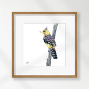 Crested Barbet - CB