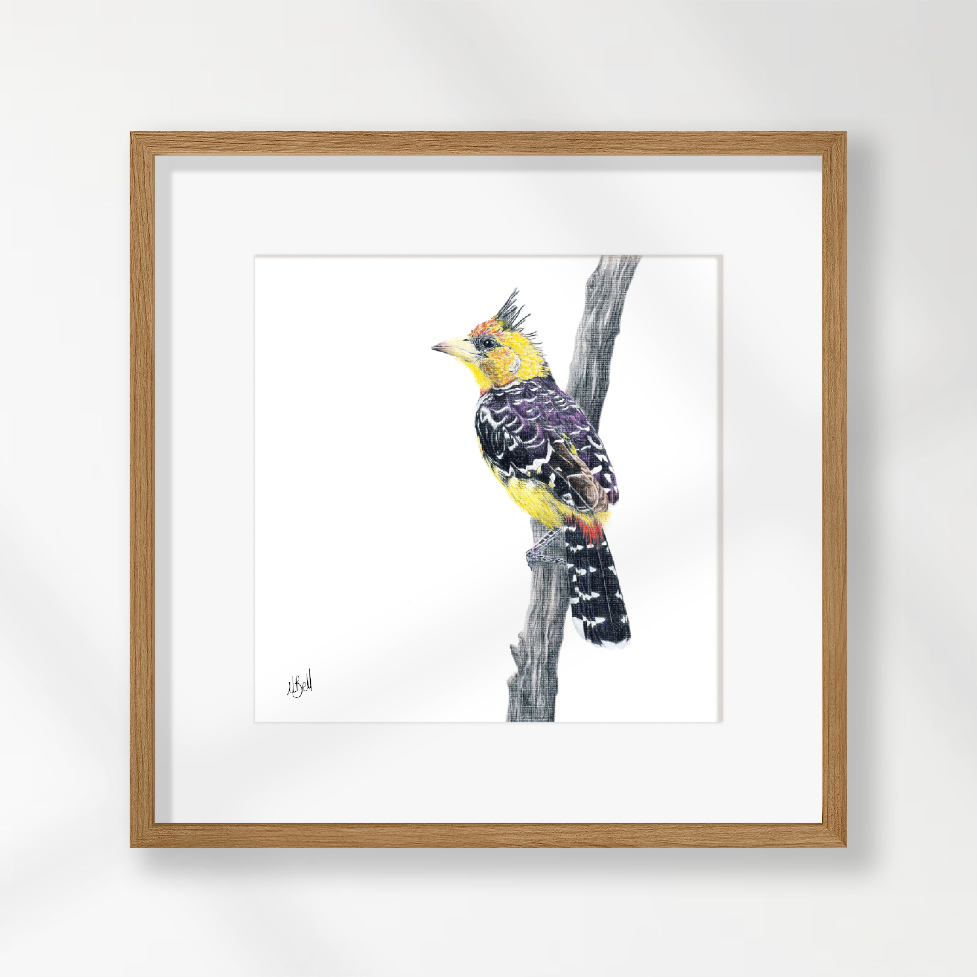 Crested Barbet - CB