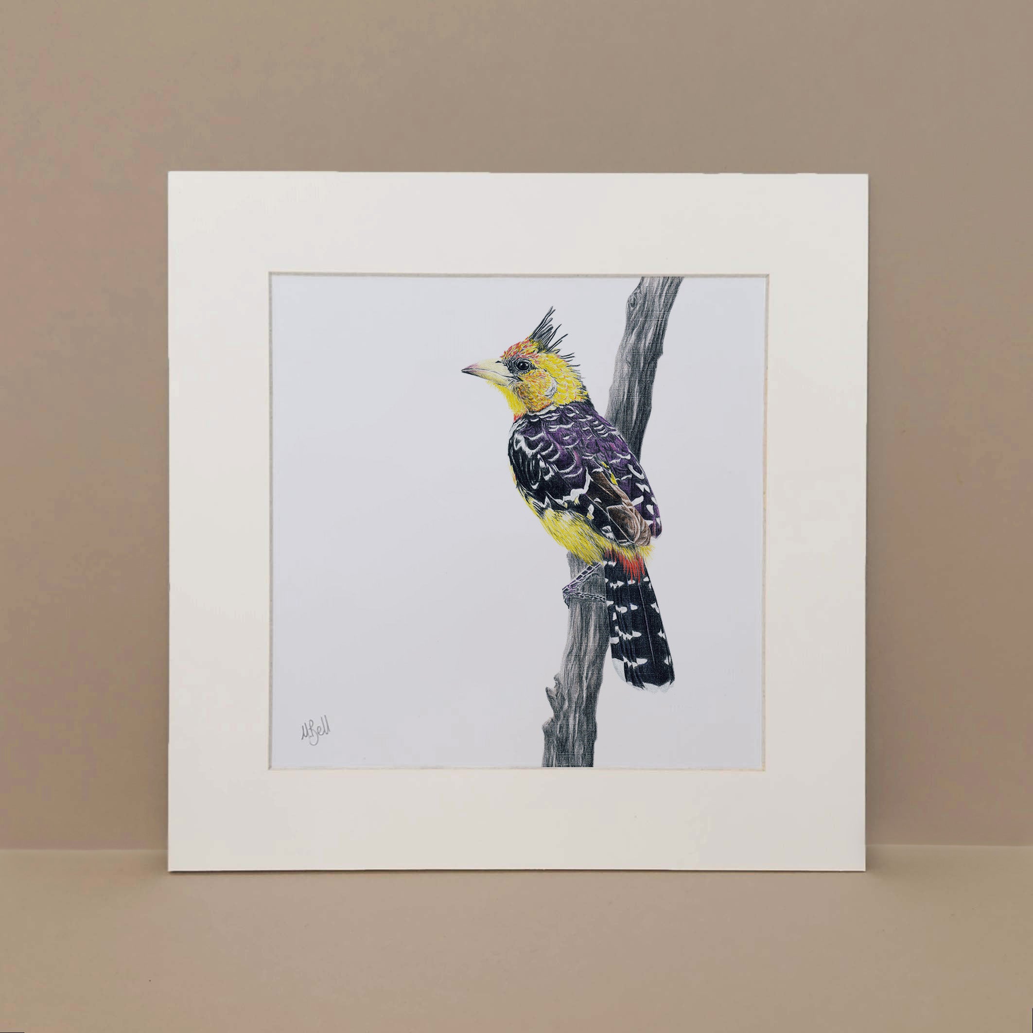 Crested Barbet South African bird artwork