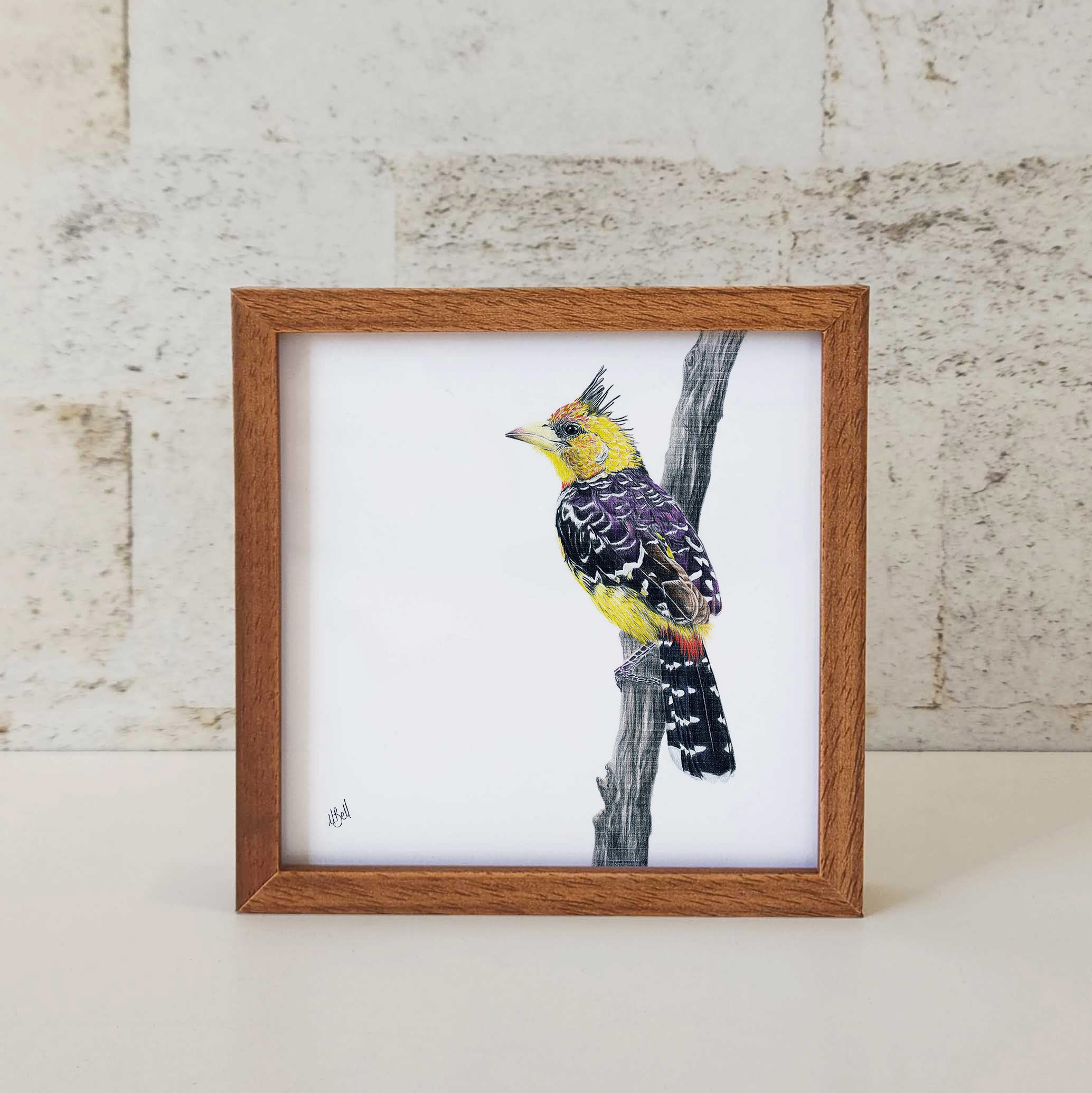 Kiaat wood framed miniature artwork of a Crested Barbet, part of wildlife artist Matthew Bell's birds of South Africa gallery