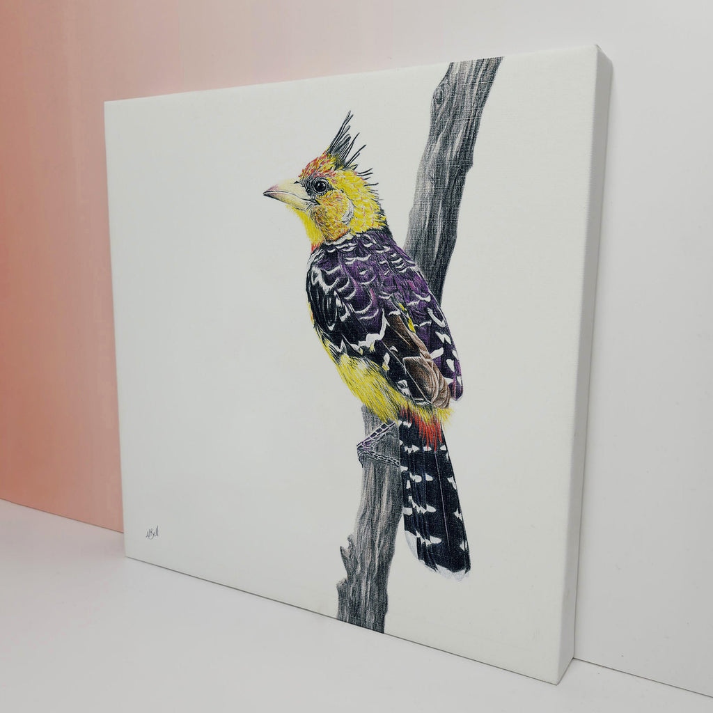 Drawing of a Crested Barbet South African bird on a stretched canvas by Cape Town Matthew Bell