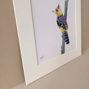 Crested Barbet South African bird artwork