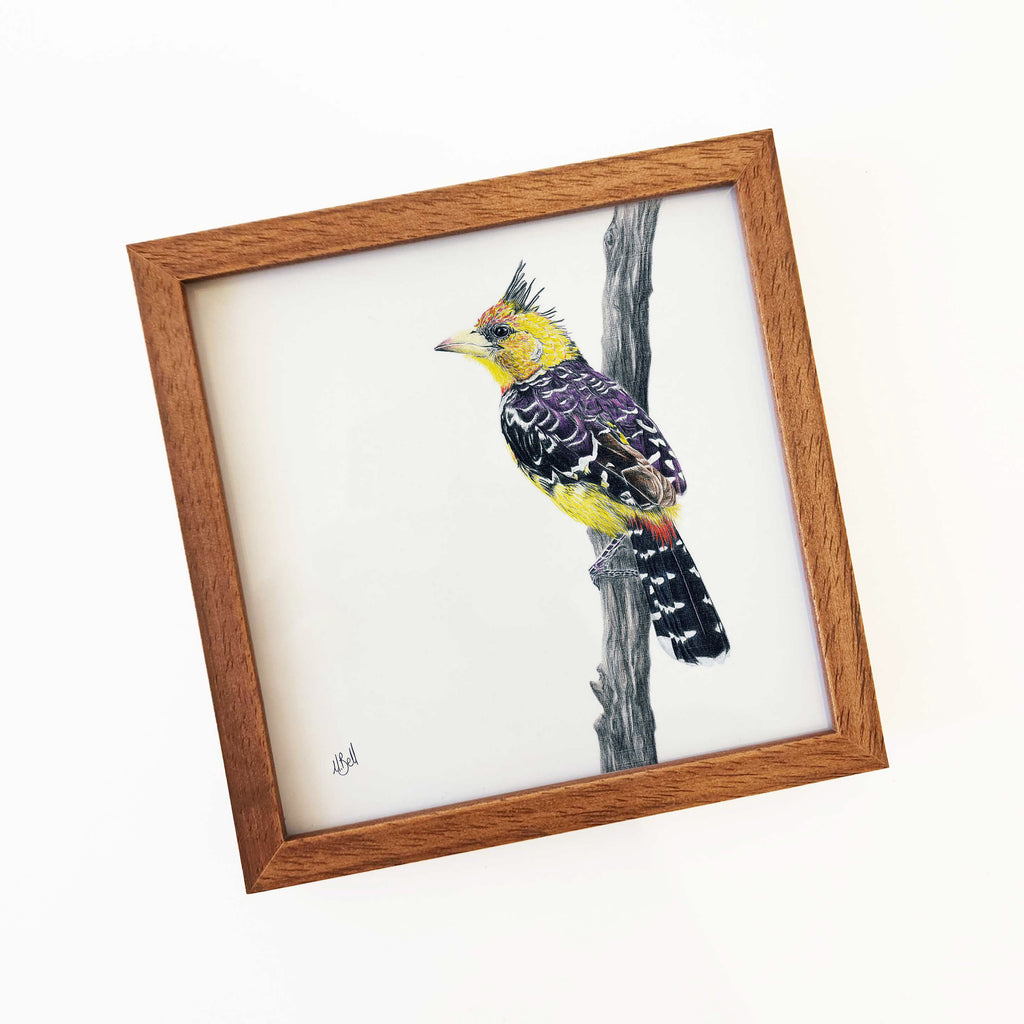 Kiaat wood framed miniature artwork of a Crested Barbet, part of wildlife artist Matthew Bell's birds of South Africa gallery