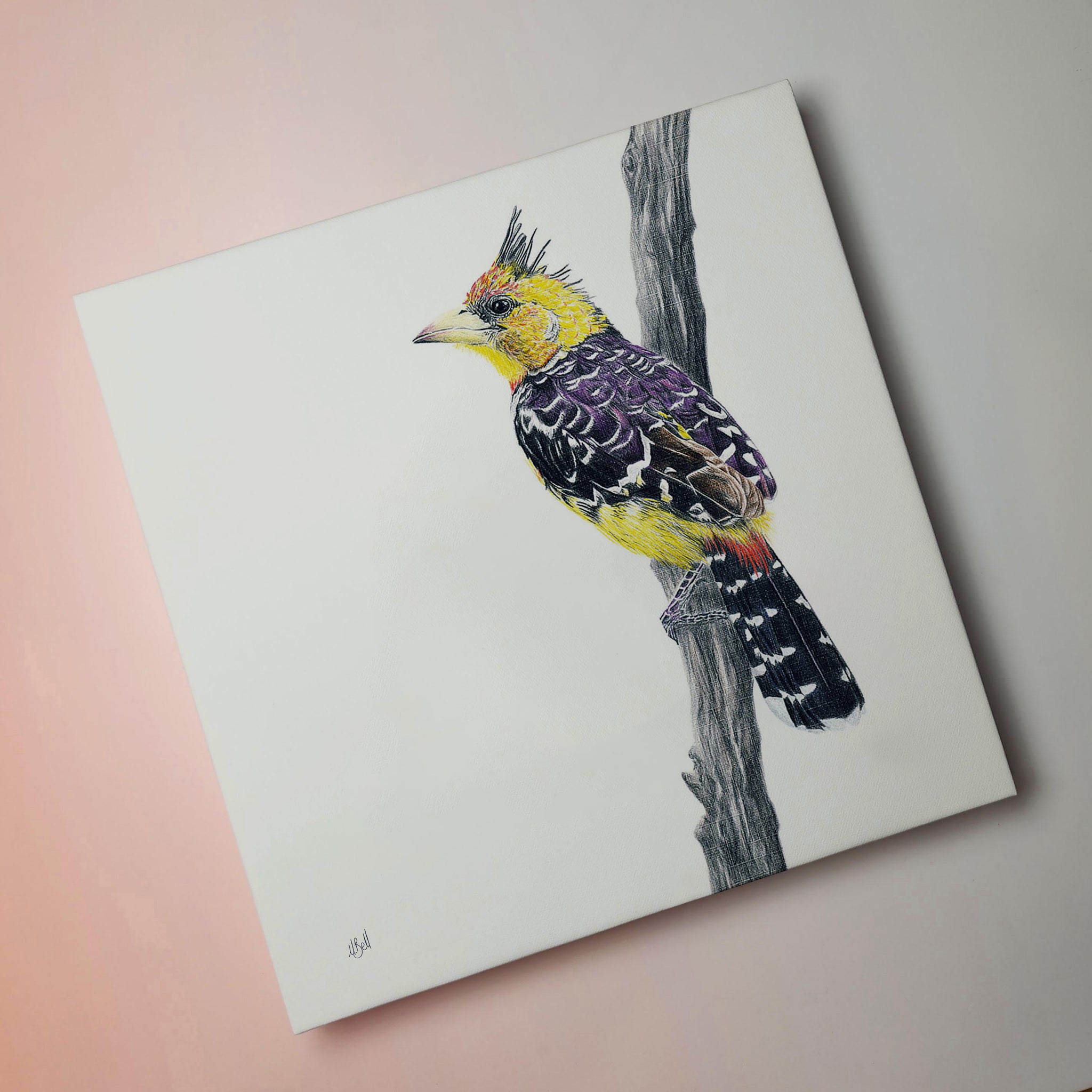 Drawing of a Crested Barbet South African bird on a stretched canvas by Cape Town Matthew Bell