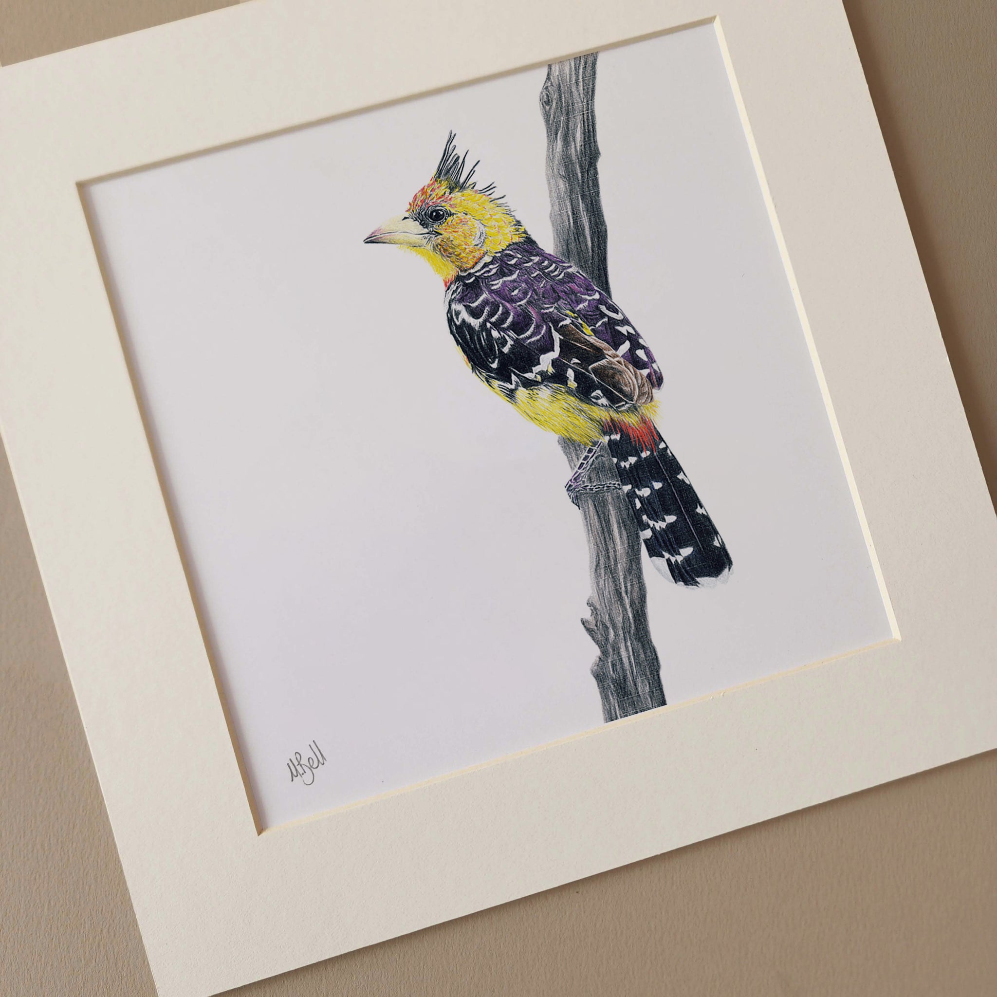 Crested Barbet South African bird artwork