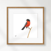 Crimson Breasted Shrike - CBS